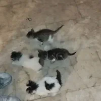 واگذاری گربه