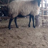 گوسفند شال داشتی کشتاری