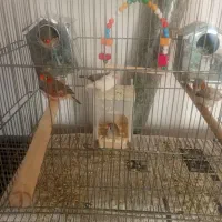 فنچ زبرا|پرنده|قم, زند آباد|دیوار