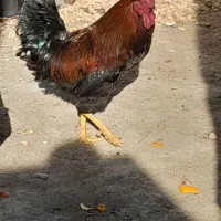 خروس|حیوانات مزرعه|مشهد, کارمندان دوم|دیوار