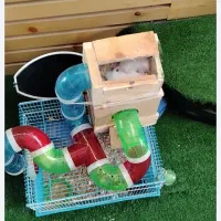 همستر کیوت فروش خیلی فوری به دلیل مسافرت|موش و خرگوش|مشهد, رسالت|دیوار