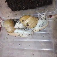 جفت حلزون|خزنده|تهران, سلیمانی|دیوار