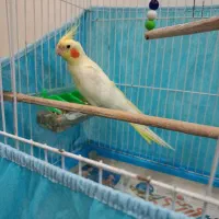 طوطی عروس نر با قفس|پرنده|رشت, دخانیات|دیوار