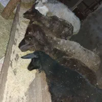 فروش گله گوسفند