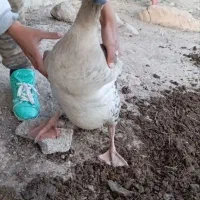 قو غاز نر|حیوانات مزرعه|اردبیل, |دیوار