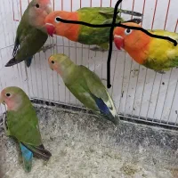 کوتوله نر ماده