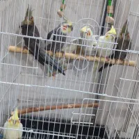 عروس پاریس دستی