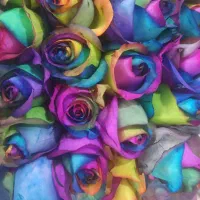 رز هلندی کیفیت و قیمت مناسب