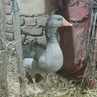 قوغاز آفریقایی لیندا ومرغ و خروس