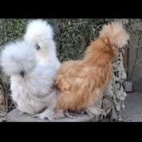 جوجه مرغ و خروس ابریشمی گلین جاپنیز لاکندزی کوشین