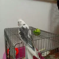 عروس هلندی البینو