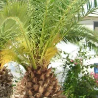 تور تک نفره