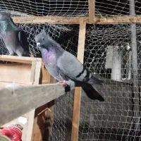 کبوتر پرشی ساعت بالا|پرنده|املش, |دیوار