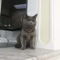 گربه اسکاتیش