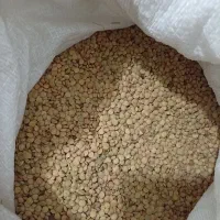 عدس محلی