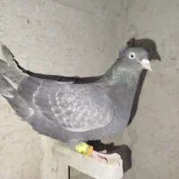 کبوتر|پرنده|مرودشت, دولت آباد|دیوار