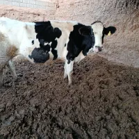 گاو شیری صنعتی