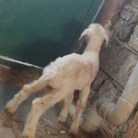 بره شیری نر|حیوانات مزرعه|کرمانشاه, |دیوار