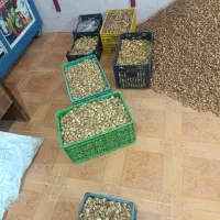 فروش محصولات کشاورزی