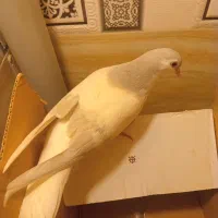 چهار عدد ساده|پرنده|نیشابور, شهرک اندیشه|دیوار