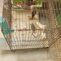 فنچ