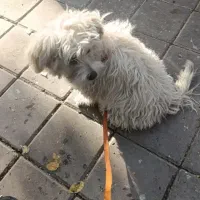 سگ پاکوتاسفیدخال سیاه گم شده