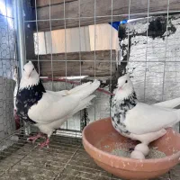 ۳ جفت طوقی بی عیب