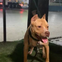 سگ پیتبول نر یکساله|سگ|گنبد کاووس, |دیوار