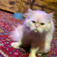 گربه پرشین اصل نر