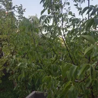 زمین-در-شهر-گلمکان