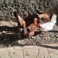 مرغ تخمی|حیوانات مزرعه|اشترینان, |دیوار