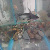 پنگوسی باله بلند