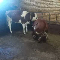 فروش سه عدد گوساله ماده|حیوانات مزرعه|مهربان, |دیوار