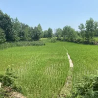 زمین-شالیزار-در-روستای-تخسم