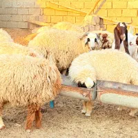 ۱۸عددبره۱۷ماده یک نر داشتی|حیوانات مزرعه|چمران, |دیوار