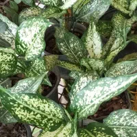 فروش ویژه گل و گیاه آپارتمانی|گل و گیاه طبیعی|طبس, |دیوار