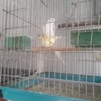 طوطی عروس مولد