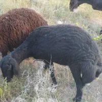 یک عدد بره ماده شیشک