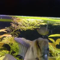 فقط دو پک مونده