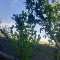 خانه-فروشی
