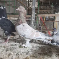 کبوتر هما سرور