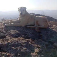 ماده طلا ۸ماه نژاد سراب  گوسفندی مرتب|سگ|شیروان (خراسان), |دیوار