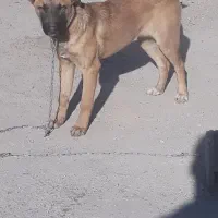 توله سگ مالینویز|سگ|پاکدشت, پاکدشت (مامازند)|دیوار