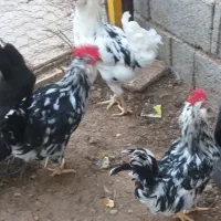 دوتا مرغ کرک و ۶تا خروس|حیوانات مزرعه|شبانکاره, |دیوار