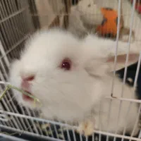 خرگوش لپ نر