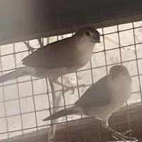 فنچ وحشی یا همون فنچ هندی برای فروش|پرنده|چابهار, |دیوار