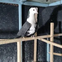 دو تا کلاغ کربلایی سیاه|پرنده|مشهد, ویلاشهر|دیوار