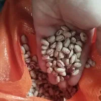 لوبیا چیتی خوش پخت و اعلا