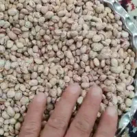 لوبیا چیتی|خوردنی و آشامیدنی|تهران, دانشگاه شریف|دیوار