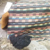 مرغ وخروس|حیوانات مزرعه|برخوار, |دیوار